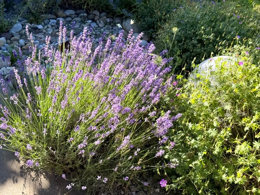 Camille paysage au travail dans un jardin du Roussillon