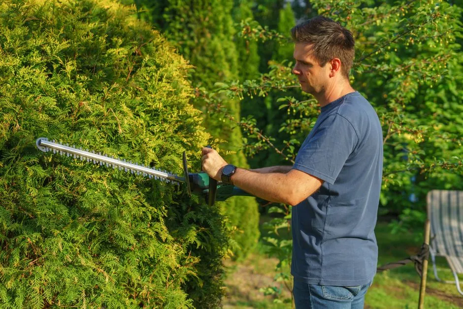 Jardin amenage avec haie et massifs