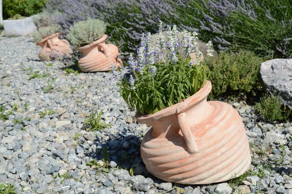 Jardin mediterraneen soigne avec gazon, plantations et allee